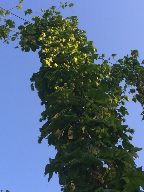 Majestic, second-year Cascade