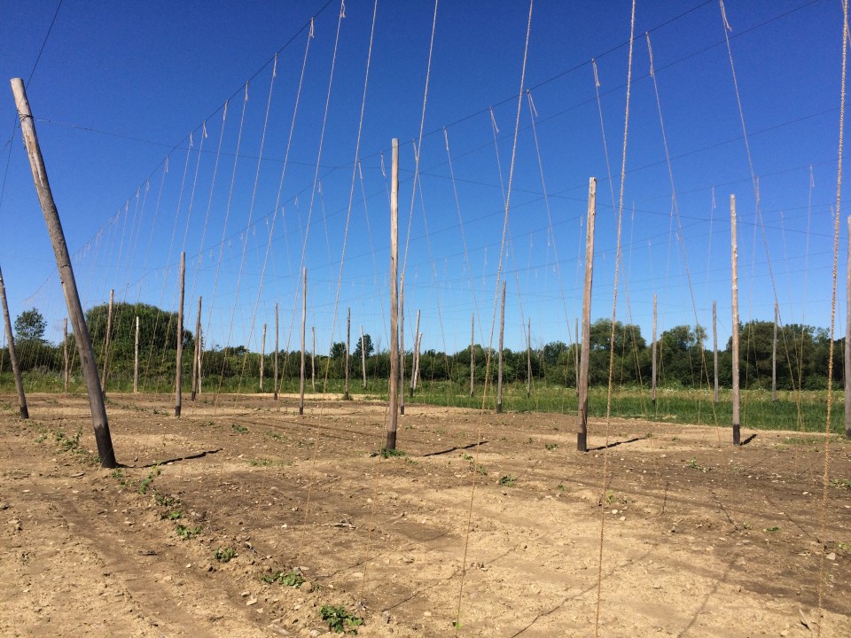 New large field - July 2015